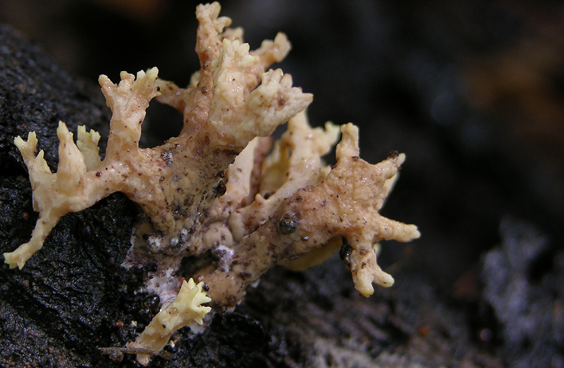 Clavulina sp.?